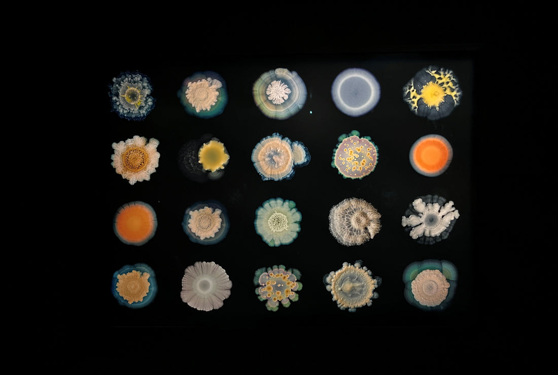 Soil: The World at Our Feet at Somerset House