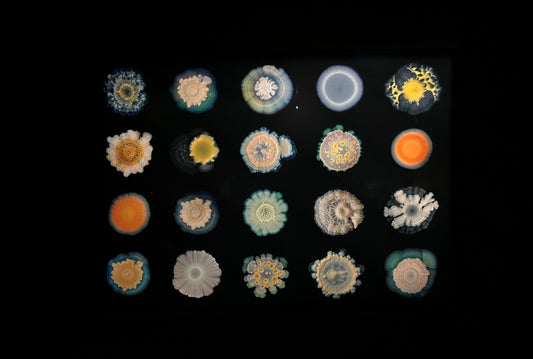 Soil: The World at Our Feet at Somerset House